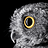 CriticOwl