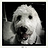 Doug_Wieringa
