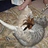 James_LePage