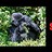 ohwowgorillas