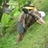 Simon_Chick Simon_Chick